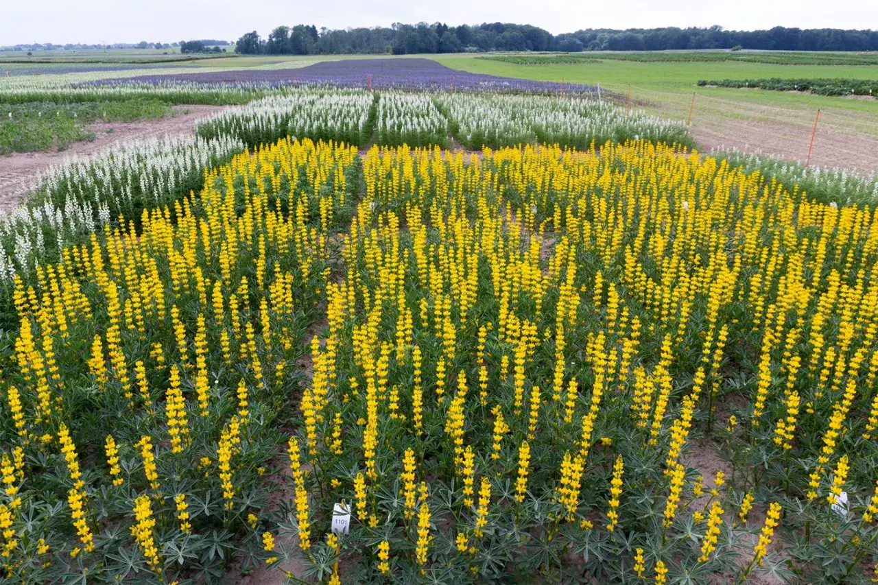 Ein Feld mit leuchtend gelben Lupinen, die in Reihen angebaut werden. Im Hintergrund sind weiße und violette Lupinen zu sehen.