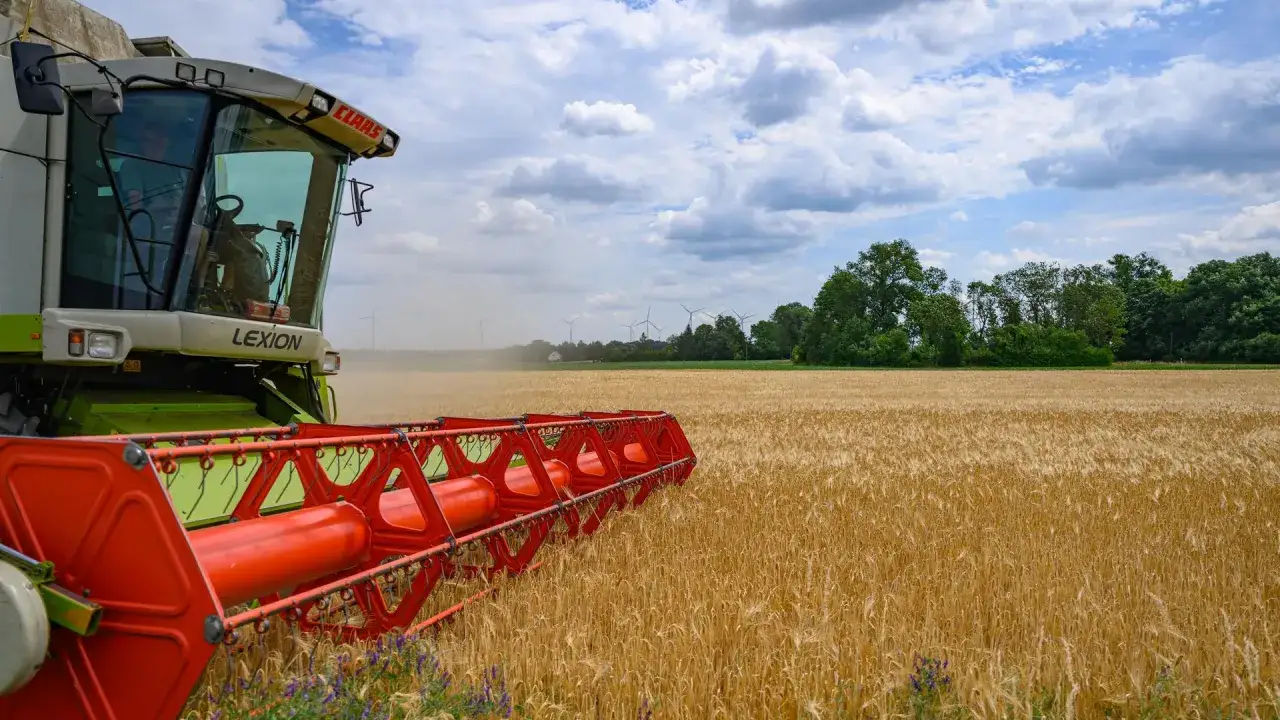 Ein Mähdrescher der Marke Claas Lexion erntet goldenes Getreide. Die Frage