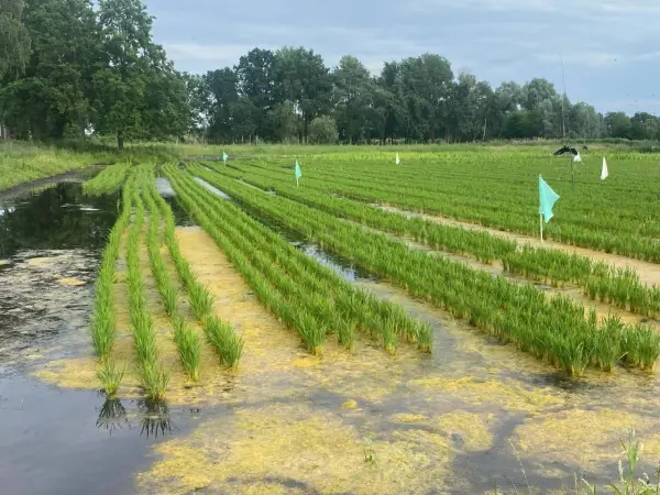 Reisfelder in Deutschland: Grüne Sprossen wachsen in sorgfältig angelegten Reihen, umgeben von Wasser und gelben Algen.