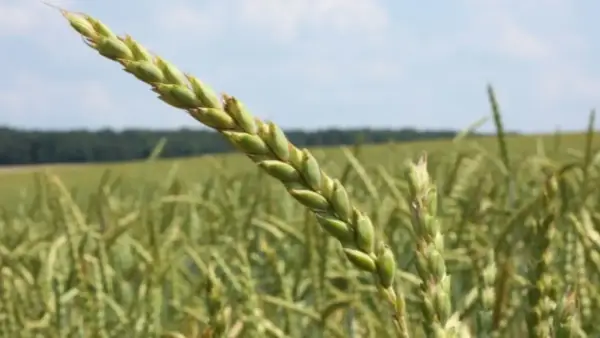 Nahaufnahme einer grünen Dinkelähre vor einem Feld. Die Ähre verspricht guten Dinkel Ertrag pro ha.