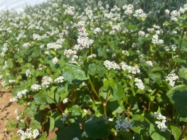 Ein Feld mit blühendem Buchweizen. Die kleinen weißen Blüten und grünen Blätter sind dicht beieinander.